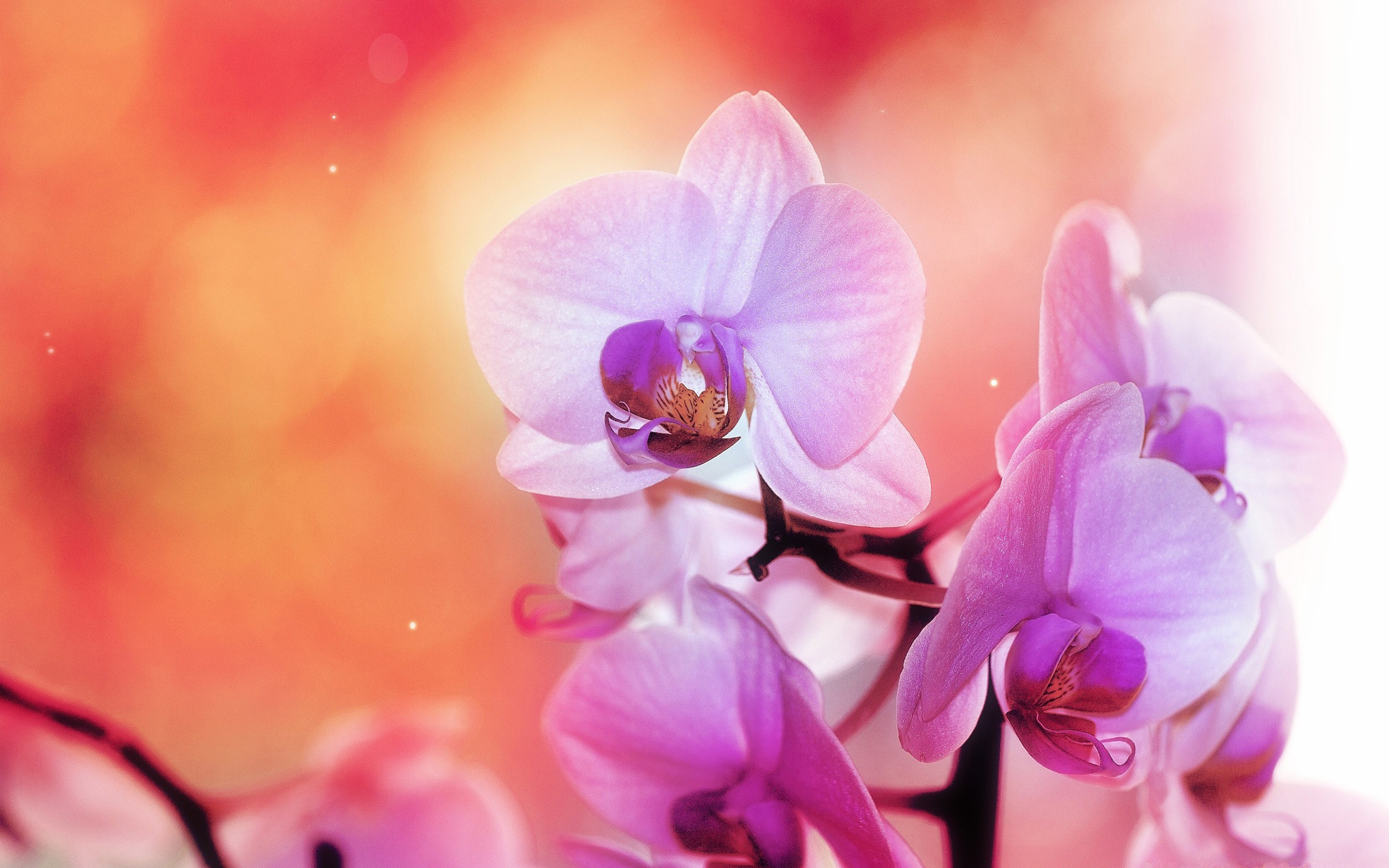 orchidea studio olistico - Studio Olistico Orchidea